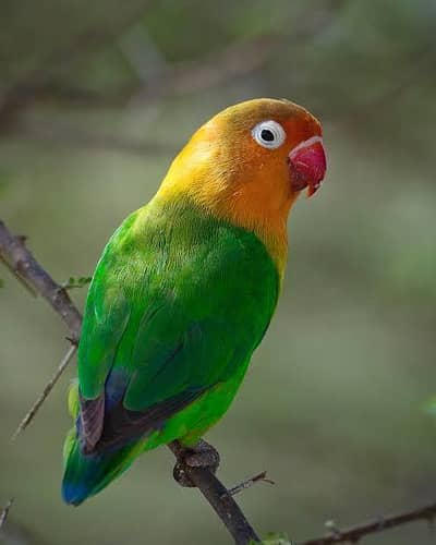 Confirmed Fisher Breeder Pair (Lush Quality & Healthy)