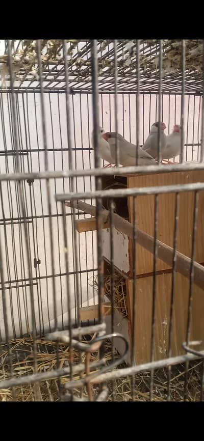 breeder pair healthy and active fresh pieces