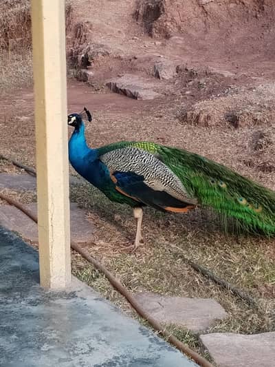 Peacock
