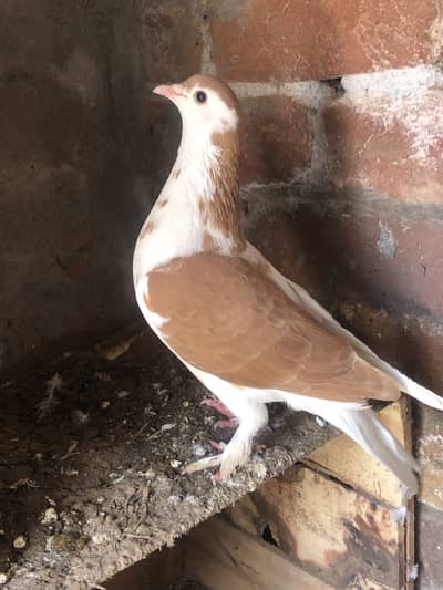 Red sherize breeder pair (03066716188)