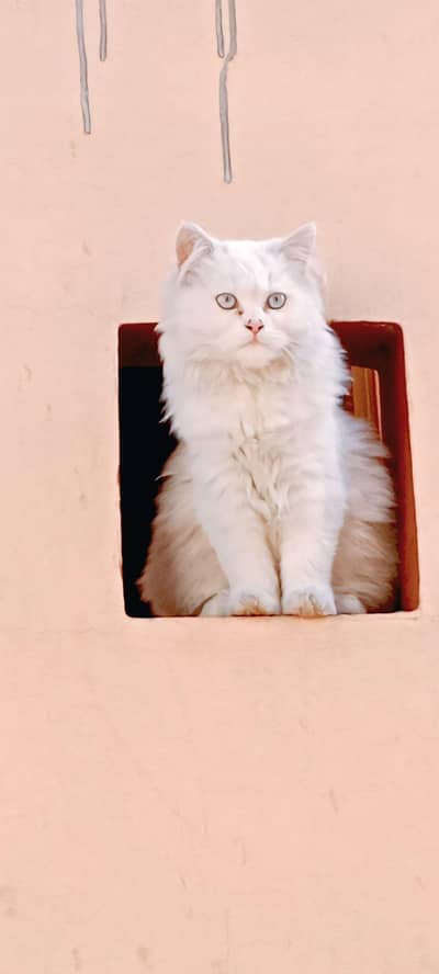 Persian triple coated. what's App : 0302_6247572