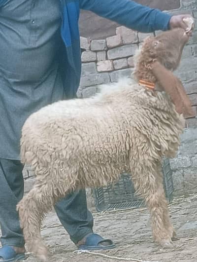 Desi sheep nar