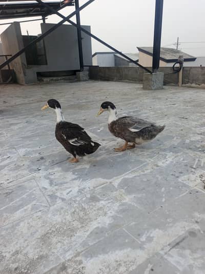 Healthy Desi Ducks for Sale – Pair Available