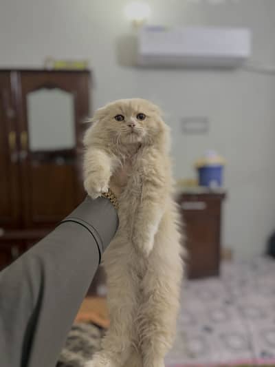 Scottish And  Persian cross