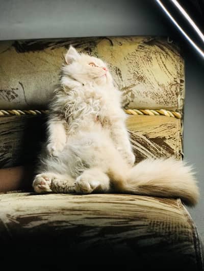 Persian cat,pure Bread