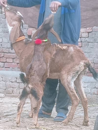 Nagra Bakri Sath 1 Male Bacha
