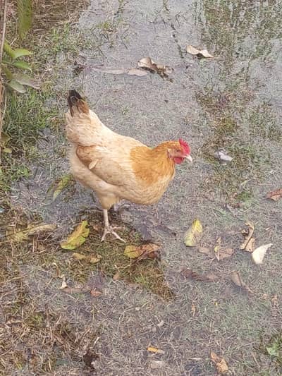 Golden mishri hen
