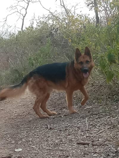 German shepherd Double coated young male