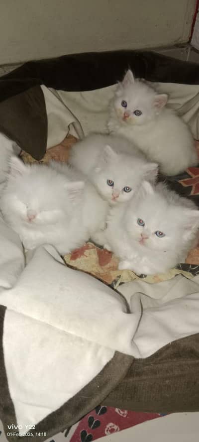 Persian Kittens