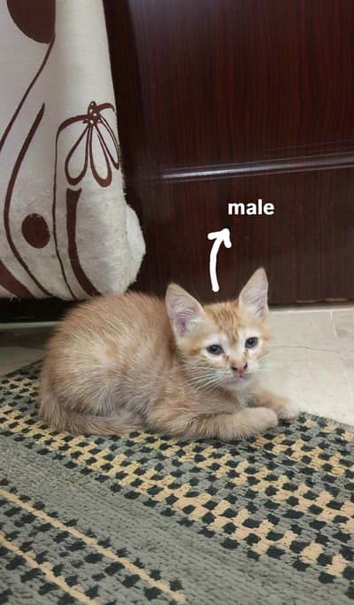 pair of 2 months old orange kittens