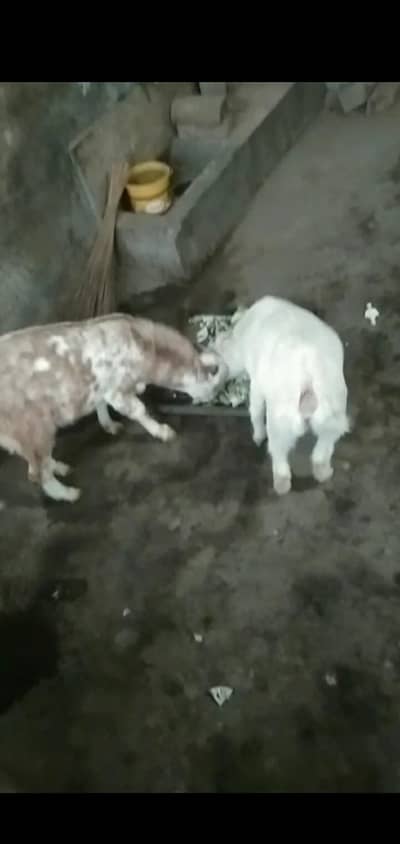 Barbara Pair ha Exchange  possible ha