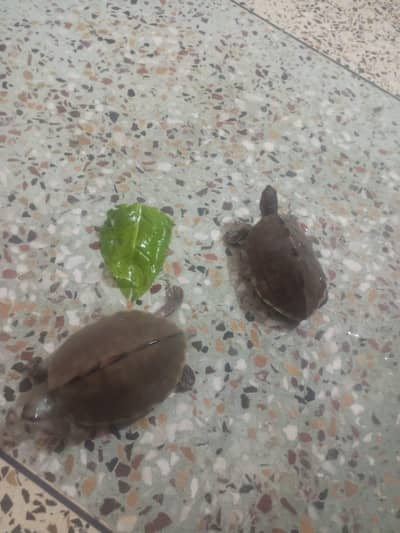 Healthy Pet Turtle for Sale