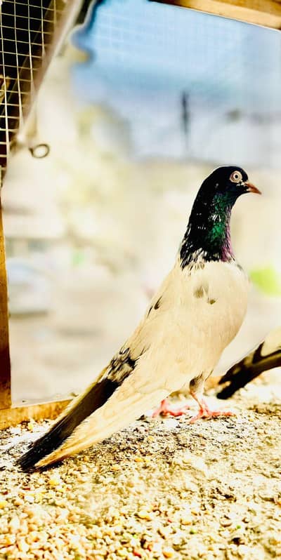 Saith walay Tedy Baridar Pair 10 par Saaf For Sell