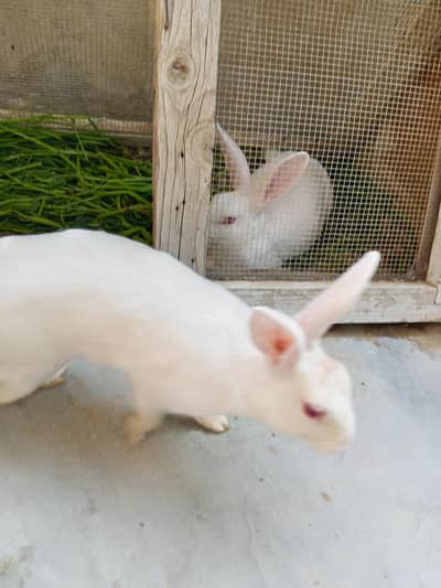 rabbit 500/= per PCs urgent sell