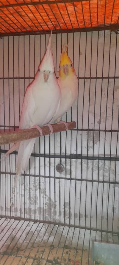 Cocktail breeder pair (eno,vpied,cream and pair)