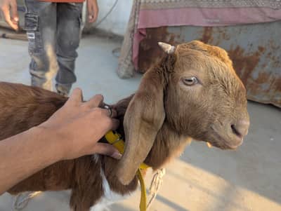 4.5 month ka han desi nasal han bhora han