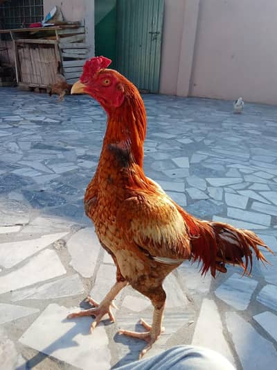 Aseel peela for sale