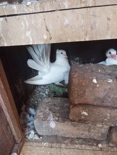 fantail pair for sale