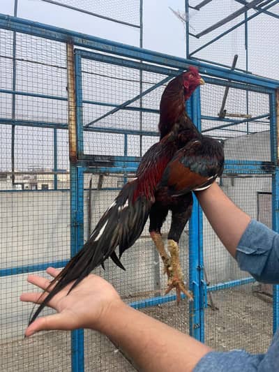 Aseel mourga  lakha long tail