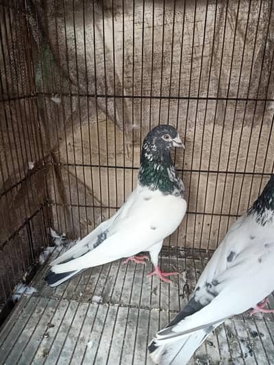 high flyer breeder 2 female 1 male teddy