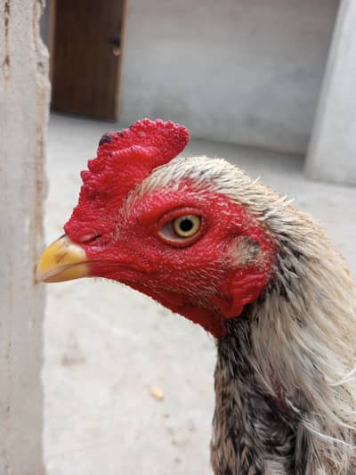 Best breed in Pakistan Nahan  nasl hai