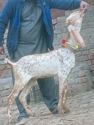 Betal Dabi Bakri Confram 100 percent pregnut