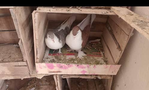 sherazi Breeder pair