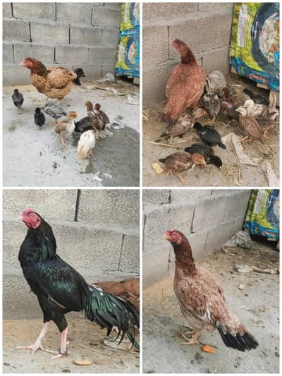 1 murgha, 3 murghian, 30 chicks,