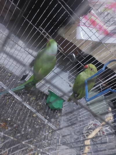Ringneck Male & Female