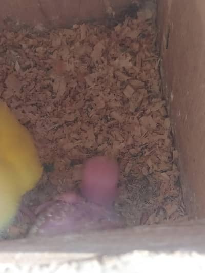 common Latino ka bacha hand tame Karna ka Lia lyna ha wo rabta kry