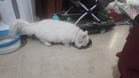 Snow white persian doll face female cat