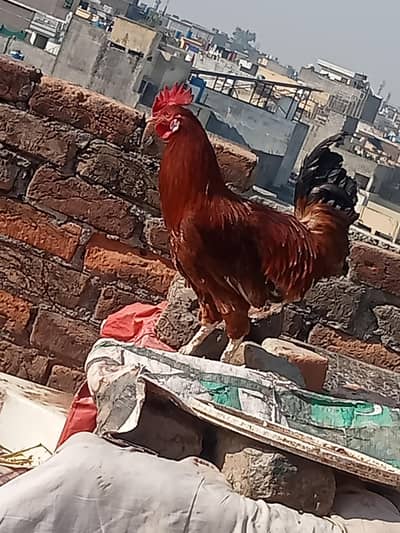 1 pure desi  murga for sale.