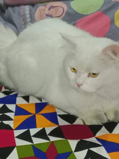 cat for sale Persian breed