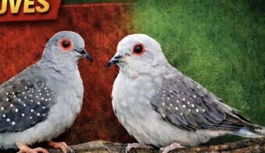 Diamond Doves Colony 40 pieces