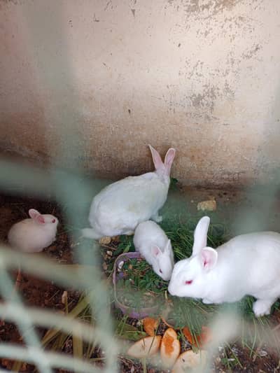 white rabbits
