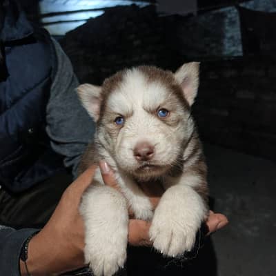 sibren husky puppy fulfy coat odeye health and active