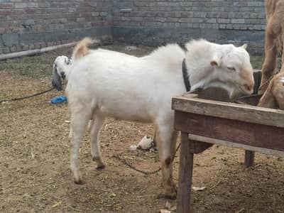 I Want To Sale my Gulabi Tedda