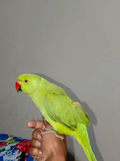 Ringneck  Handtame Male Parrot