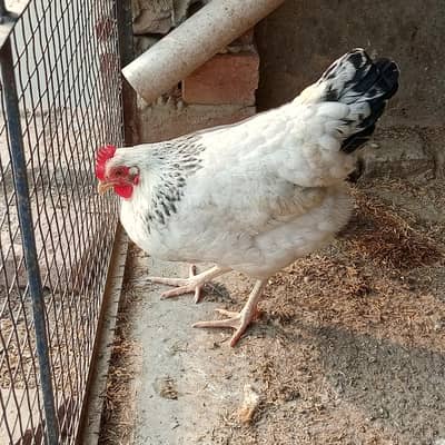 imported hybrid breed