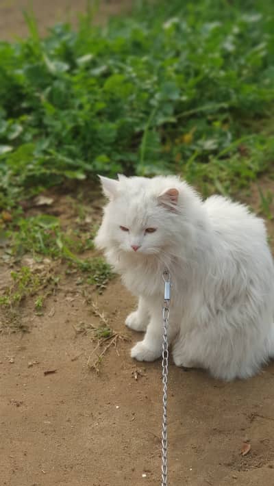 PERSIAN 3RL KOT CAT FOR SALE