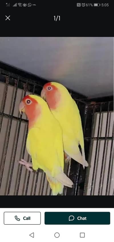 One Breeding Pair