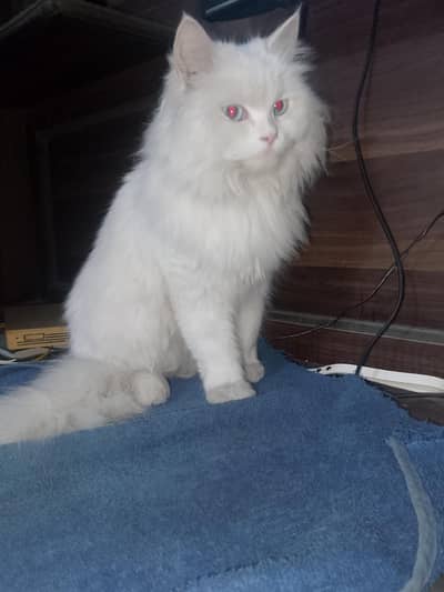 pure sami face persion blue eyes with white color cat