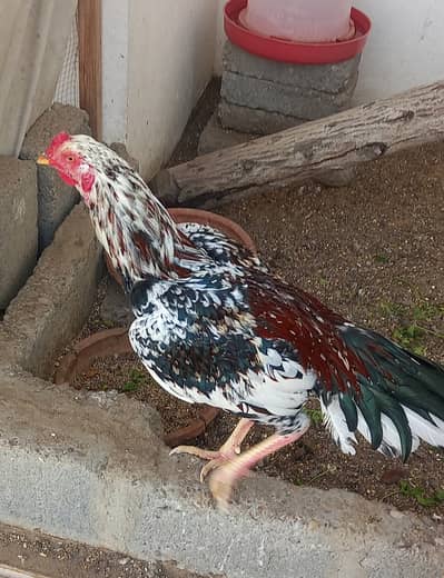 Born on 01st June 2025 (10 Months)