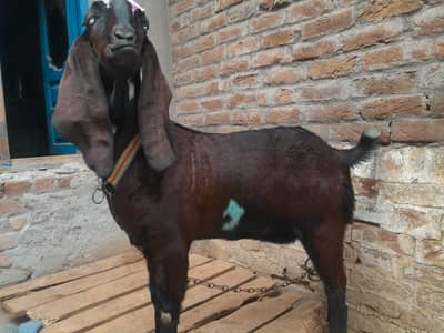 MashaAllah Nagri Female kid