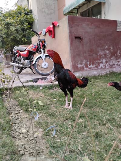 Aseel Thai Cross Pair