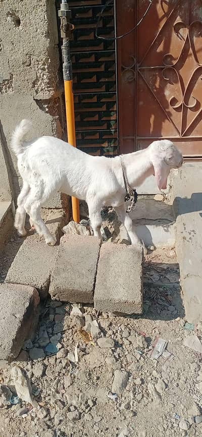 bakra