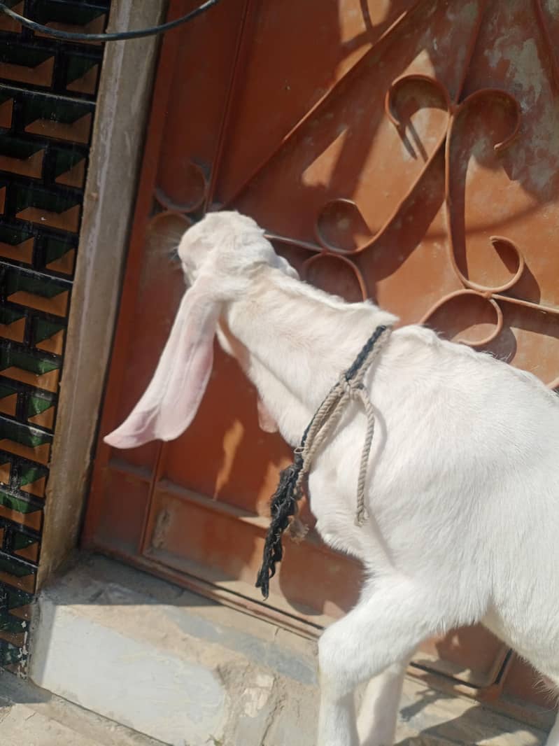 bakra 8