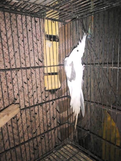 cocktail and green cnor pair