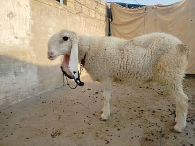 kajla setup for sale