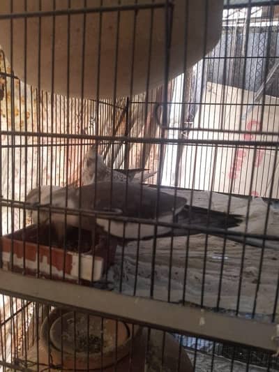 cocktail pair 06 and lutino parsnata 2 pair 03117762429